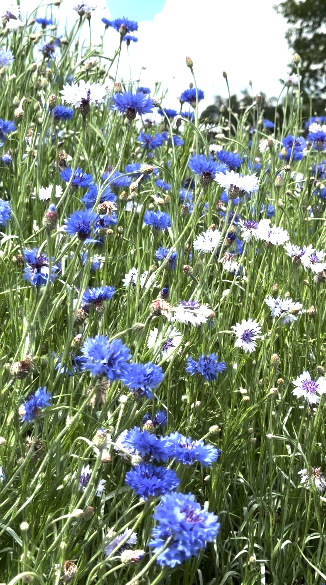 The Cornflower Print Co. Era